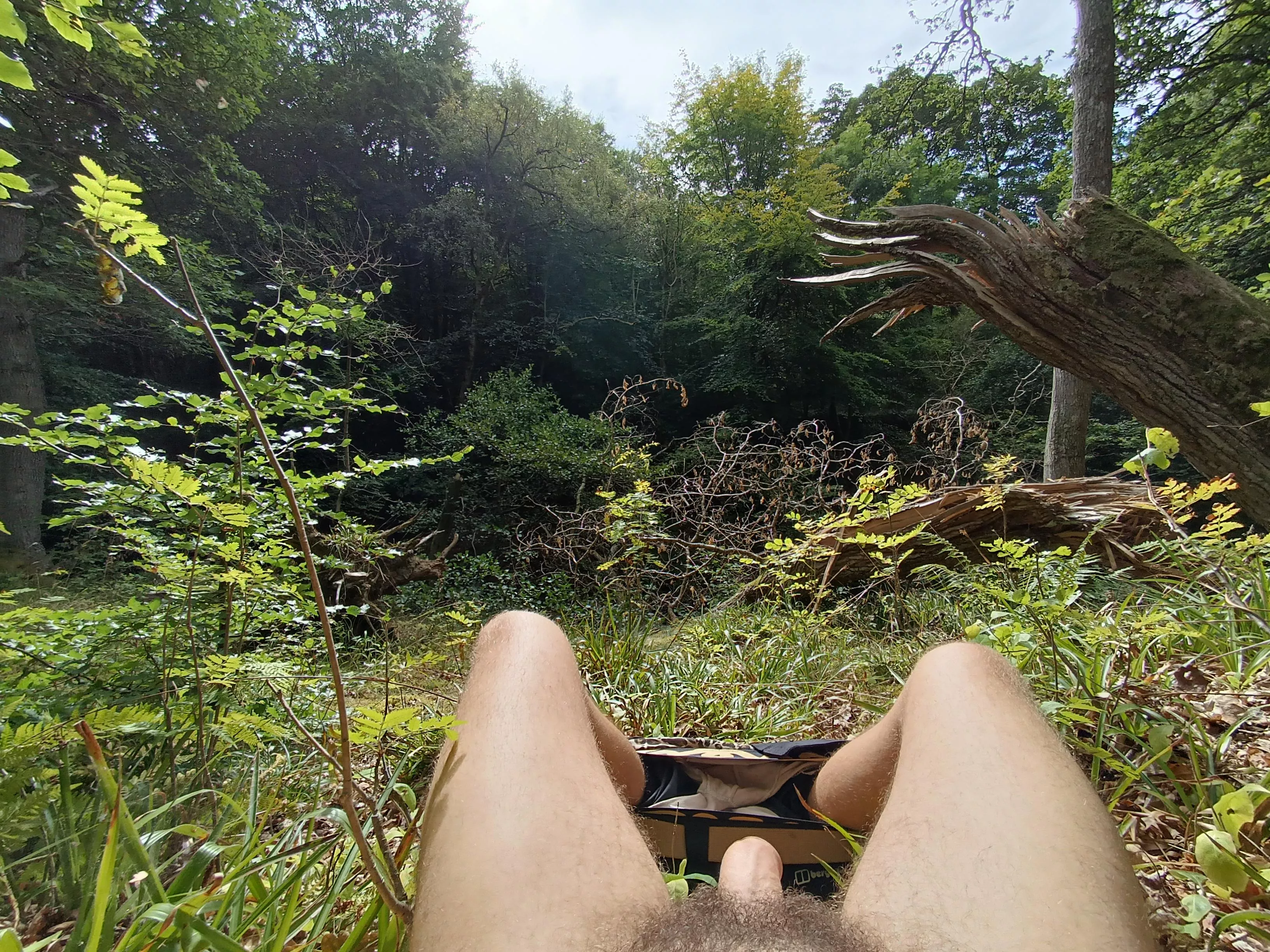 🌳 Bush in the Bush 🌳