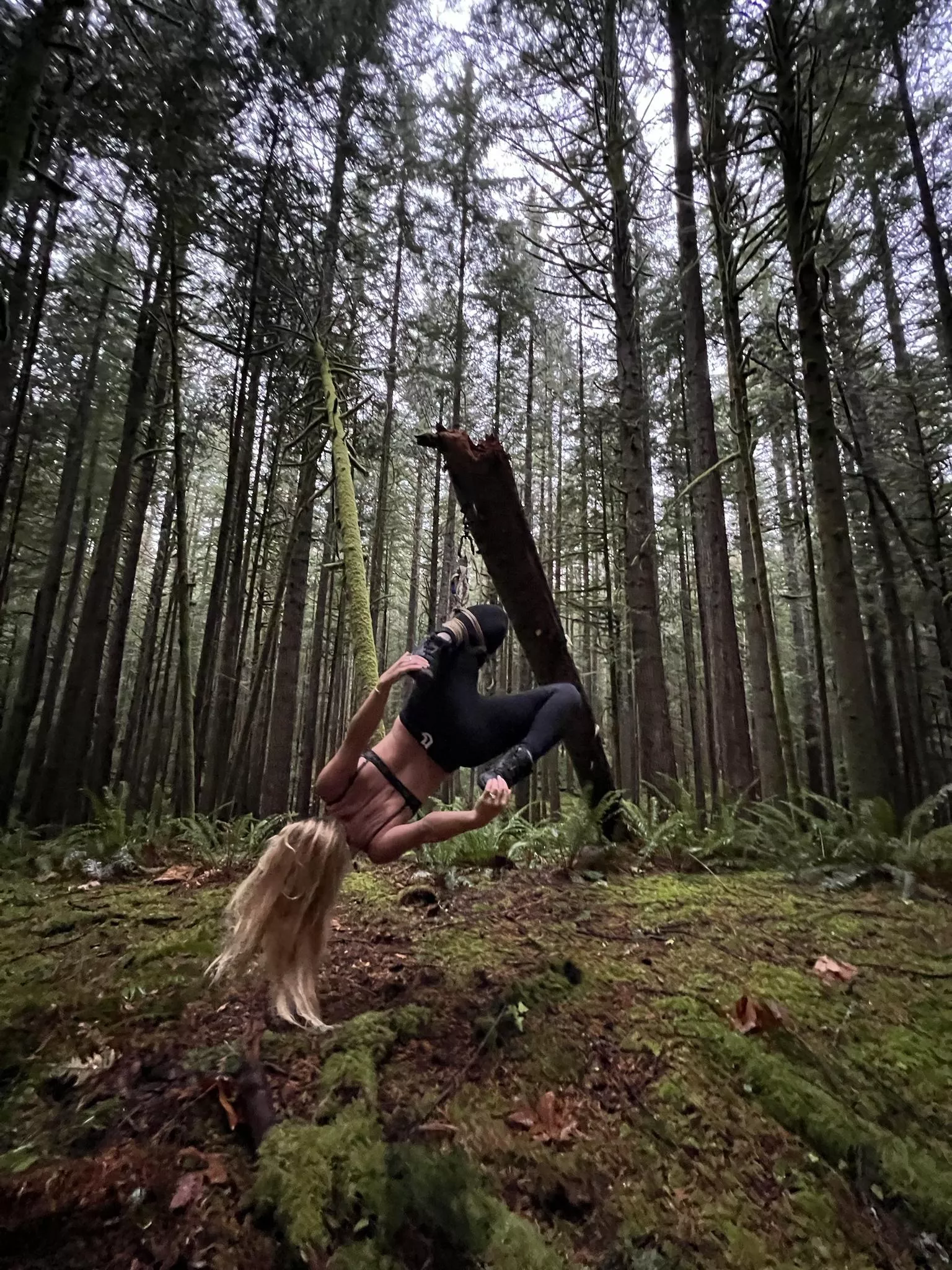Forest futomomo in misty Pacific Northwest wilderness near Seattle (OC)