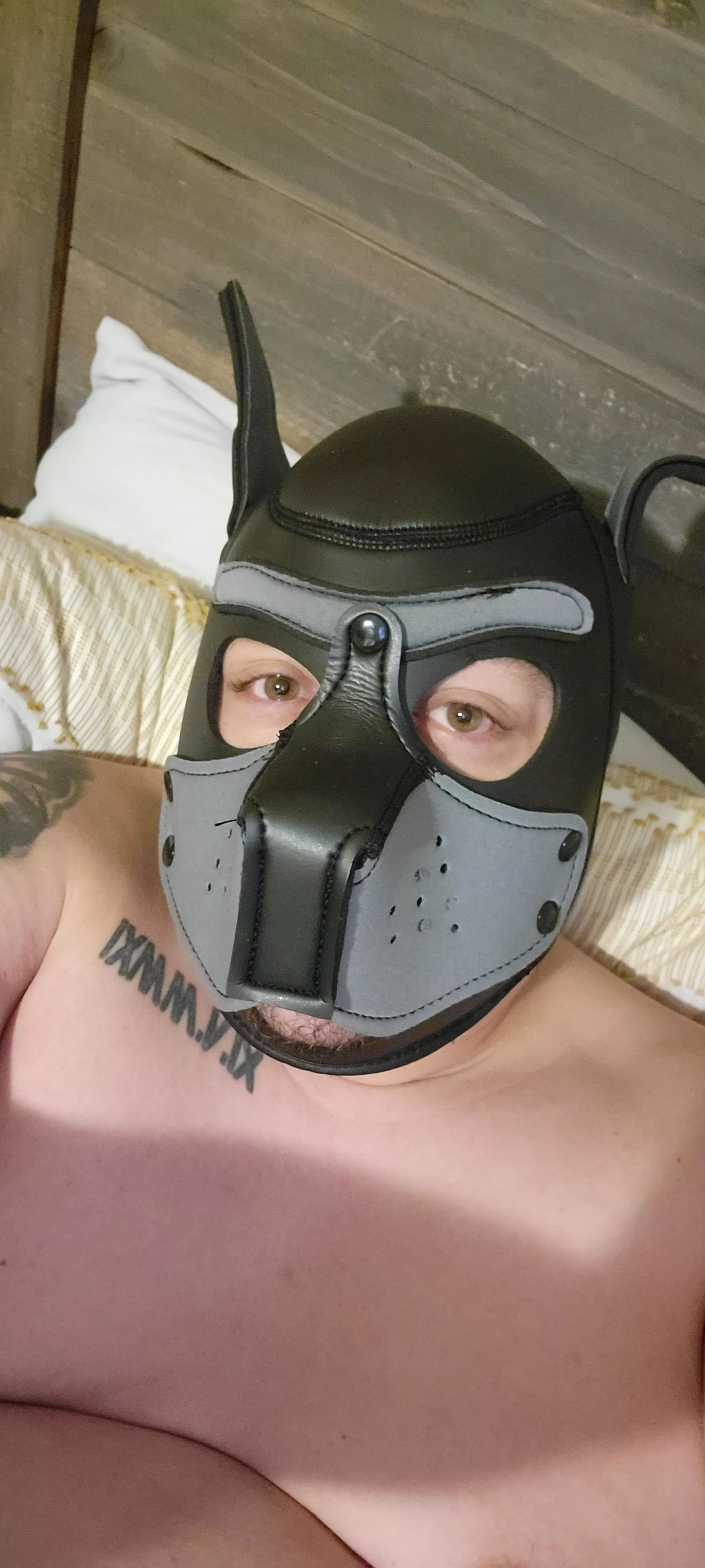 New Pup. Hopefully my wife likes it.