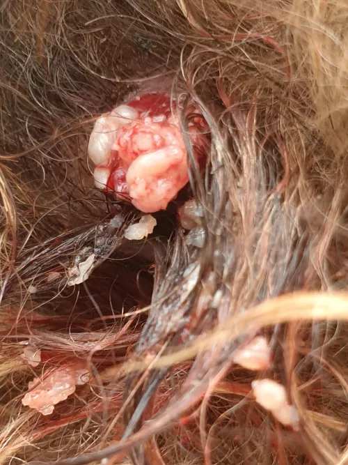 Dog cyst finally burst