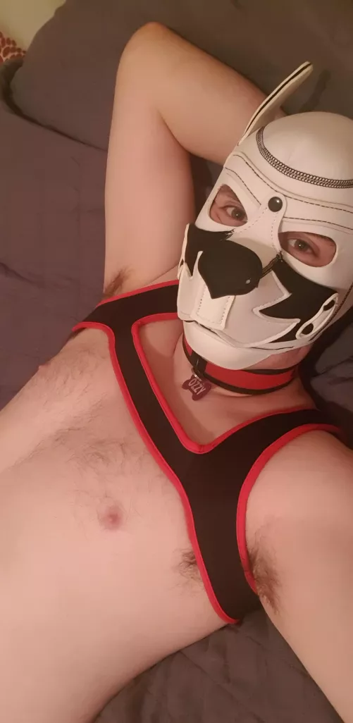 Tame this pup and make him yours