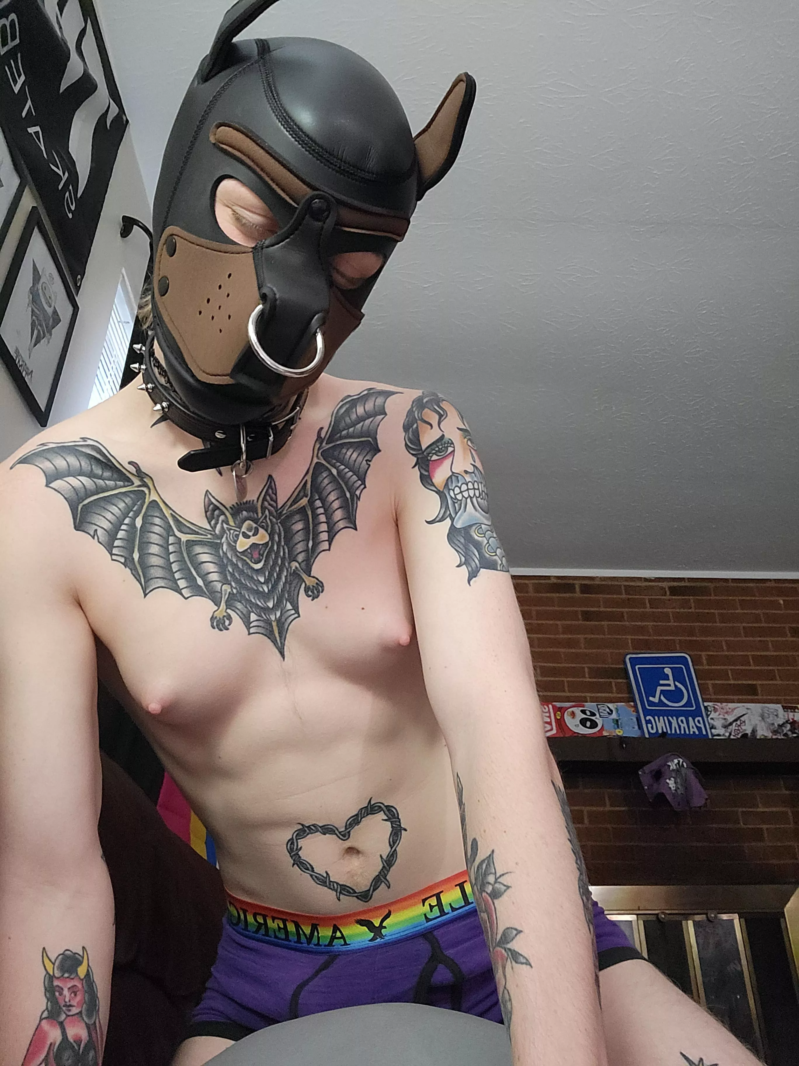 Trans pup loves to hump🐕