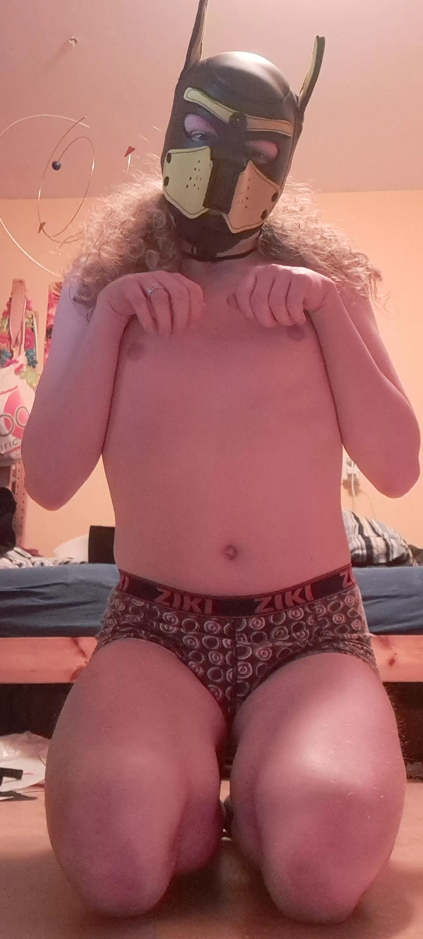 Finally got my first hood and collar. How do I look? 🐶