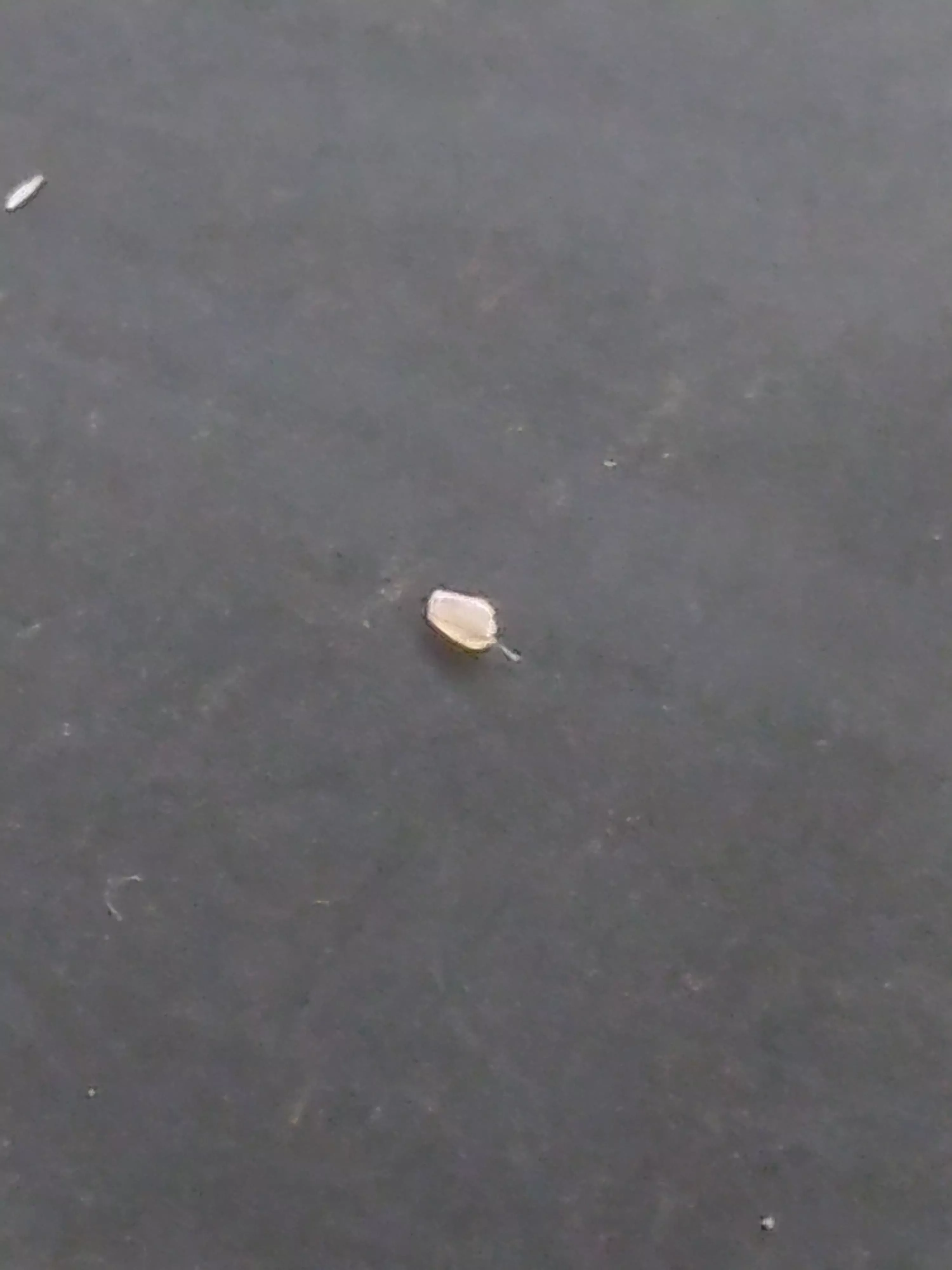 A Blackhead with Vellus Hair.