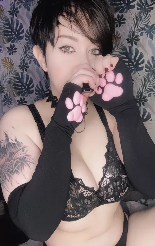 Can I be your little chubby kitty?