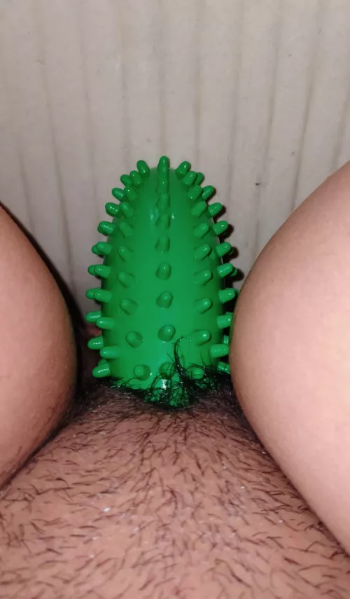 The holy cucumber 🥒