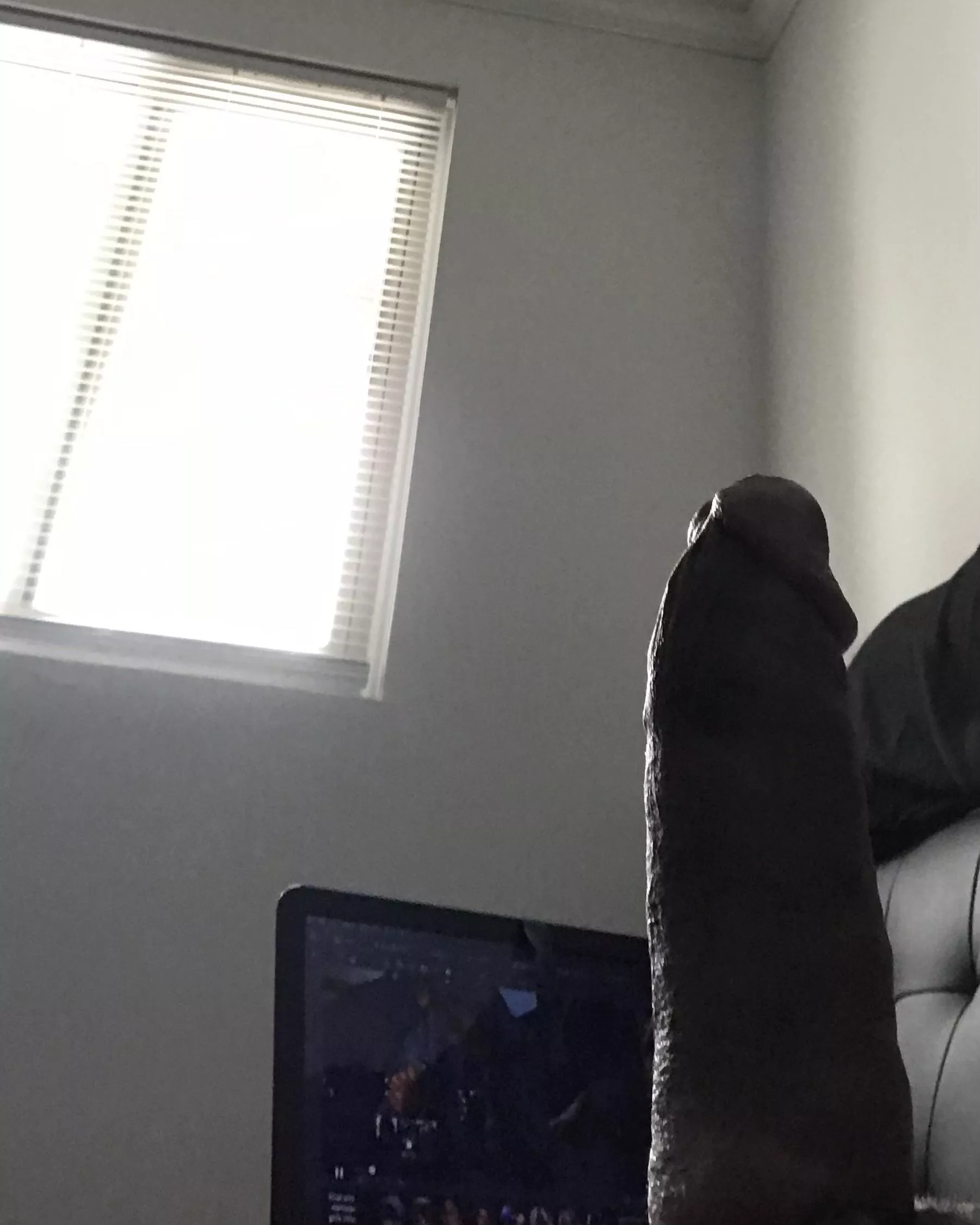 outside my window is dog area/BBQ pit, wwyd if u saw this thru my open blinds