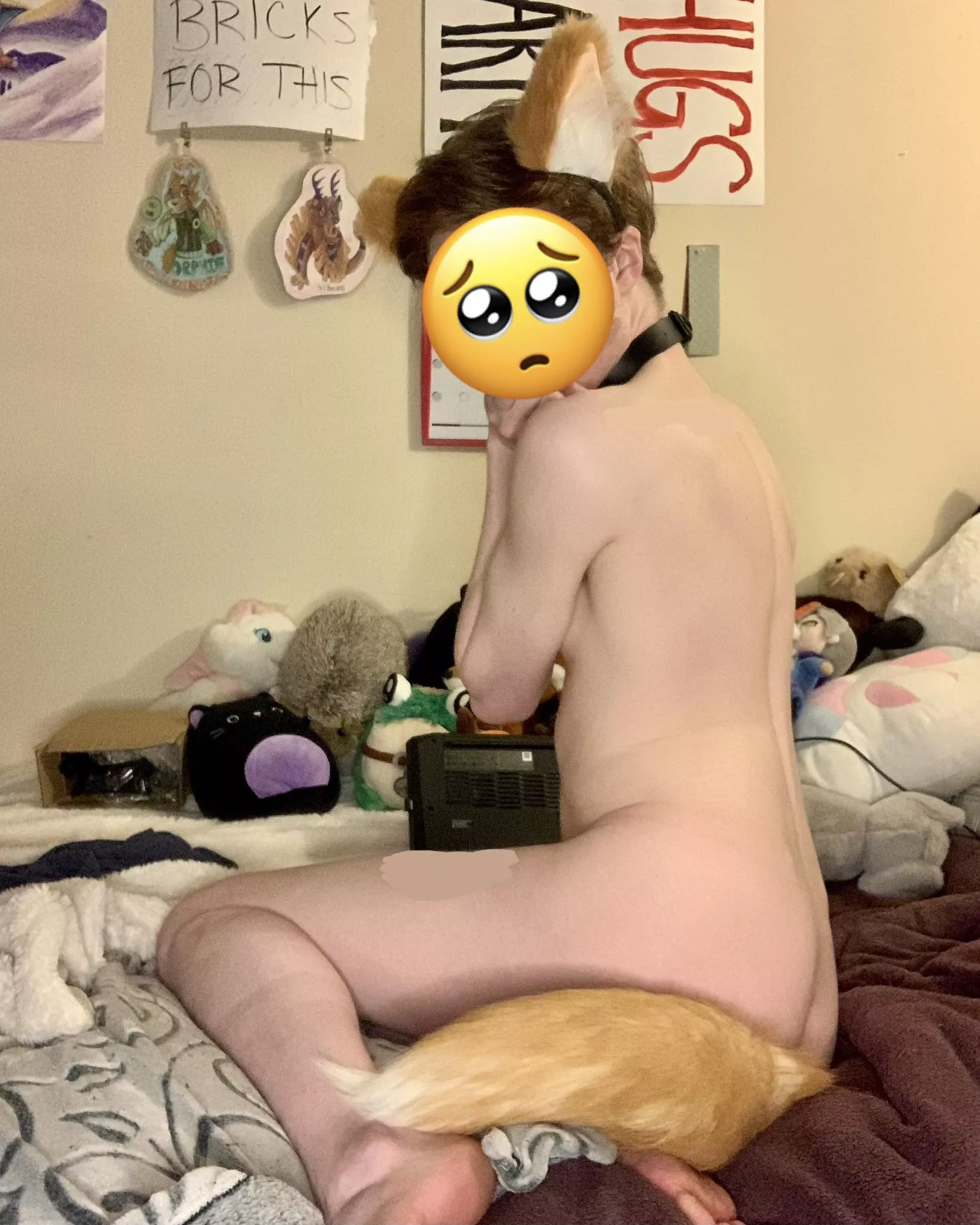 can you domesticate this fox? 🦊 (he/him)