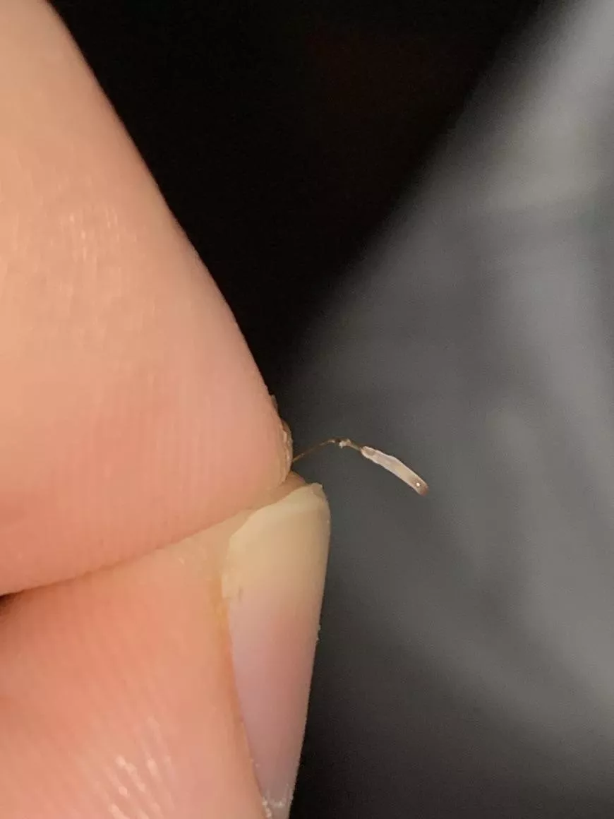 I keep pulling these out of my beard, figured you guys would enjoy this one