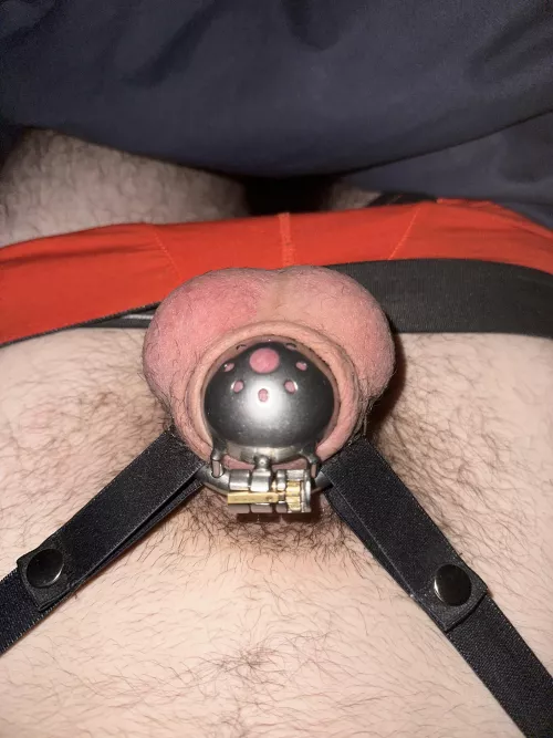 About to begin my journey of constant chastity, what do you guys think?