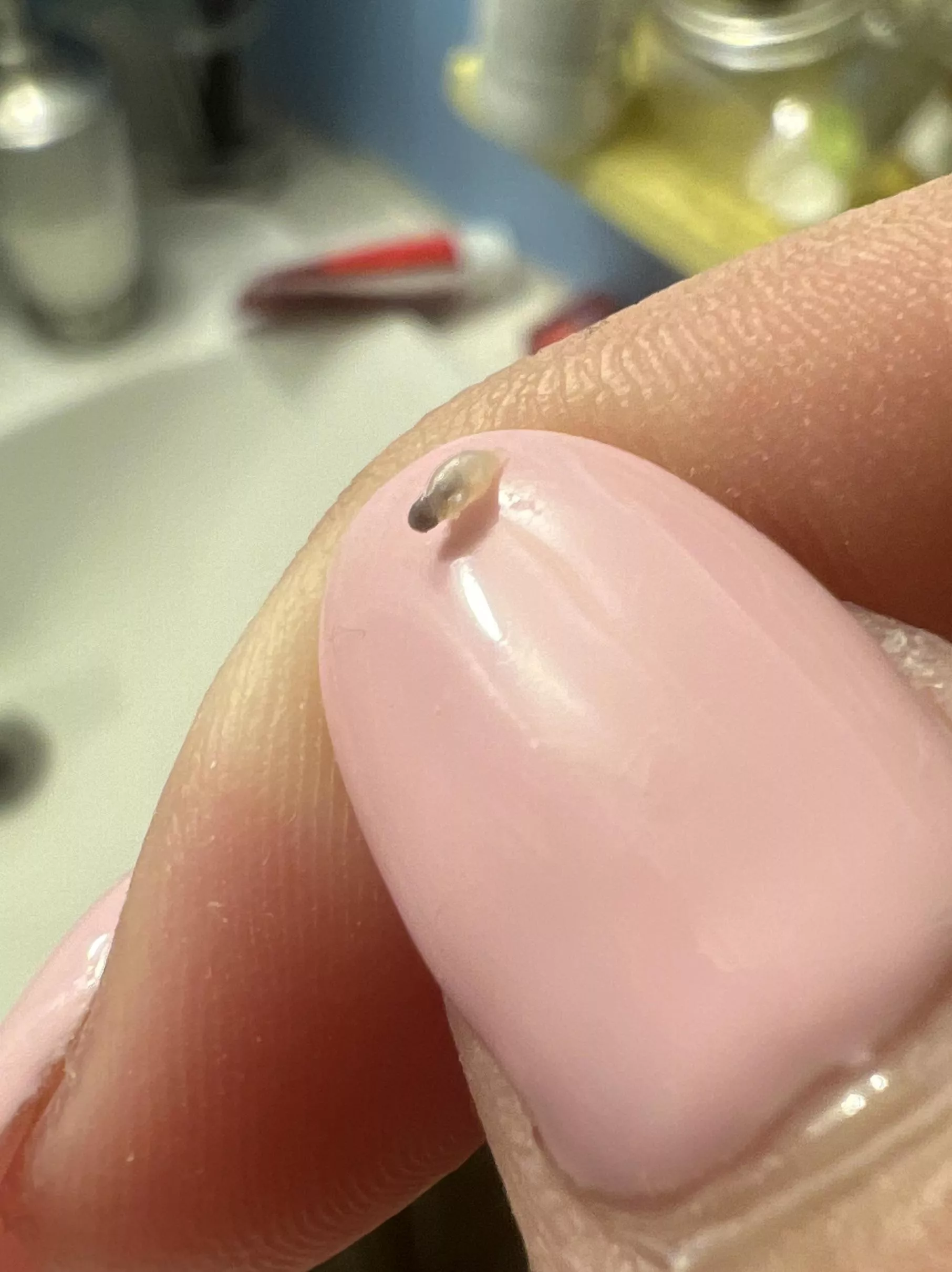 This came from a painful pimple in my butt crack. I only wish I was able to see it come out