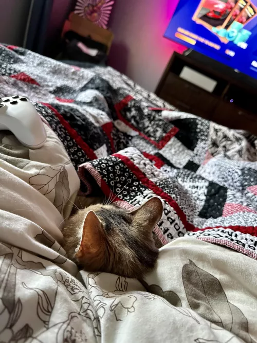 Kitty chose between my legs while I game today. 😻🎮🏁