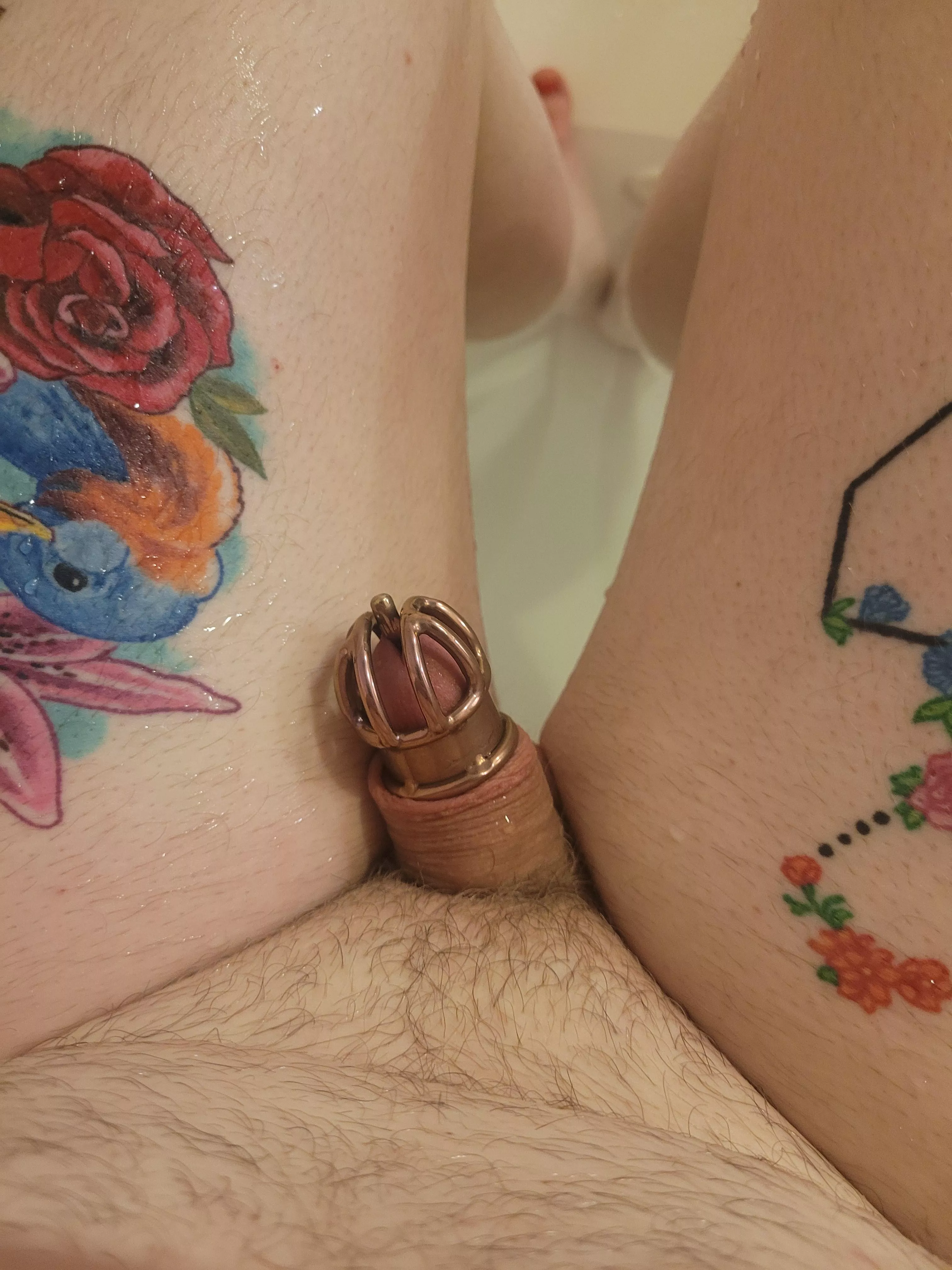 New prince albert cage is finally here!