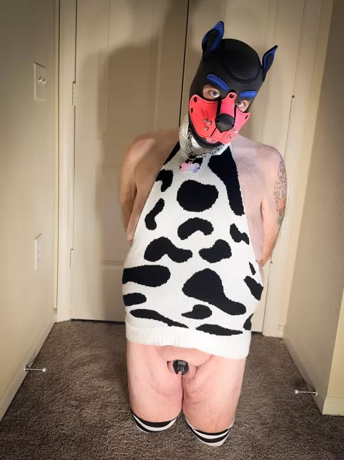 Take good care of your livestock…including cow-pups. 🐮🐶💙💕🔐