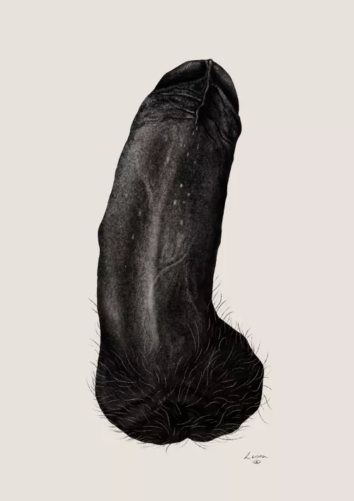 Penis portrait