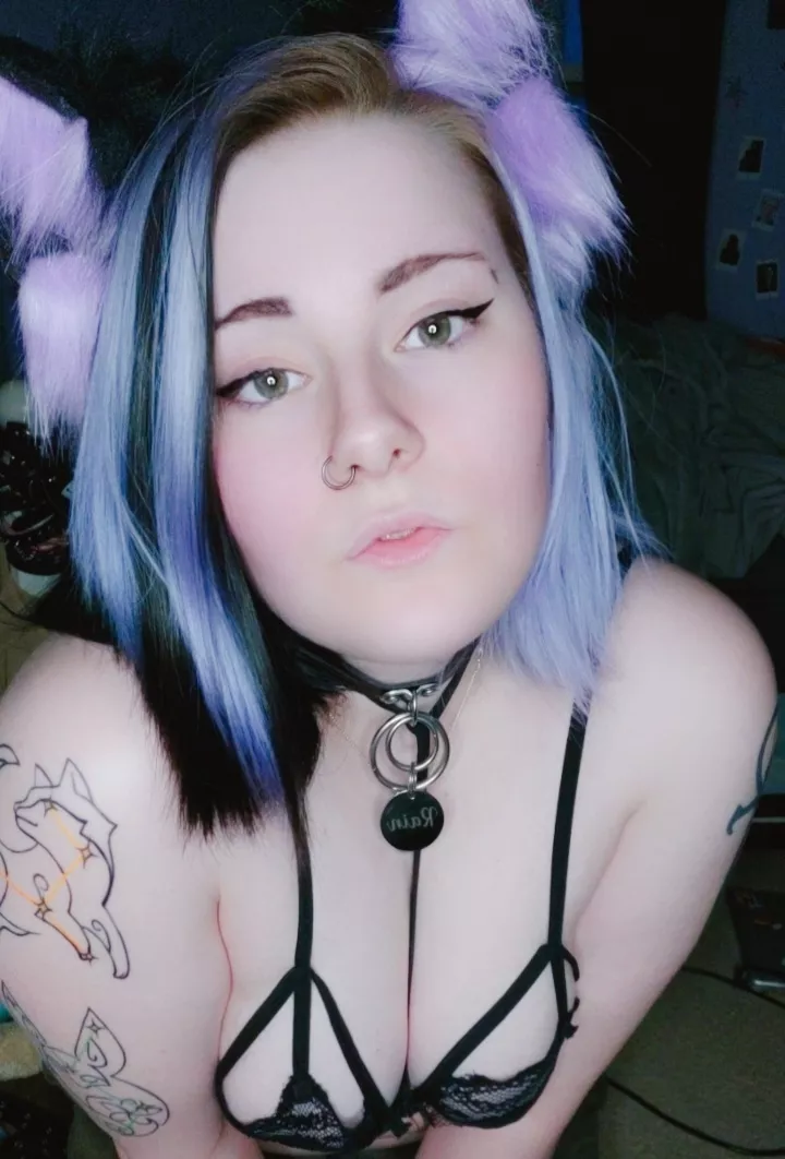 (21) lavender kitten