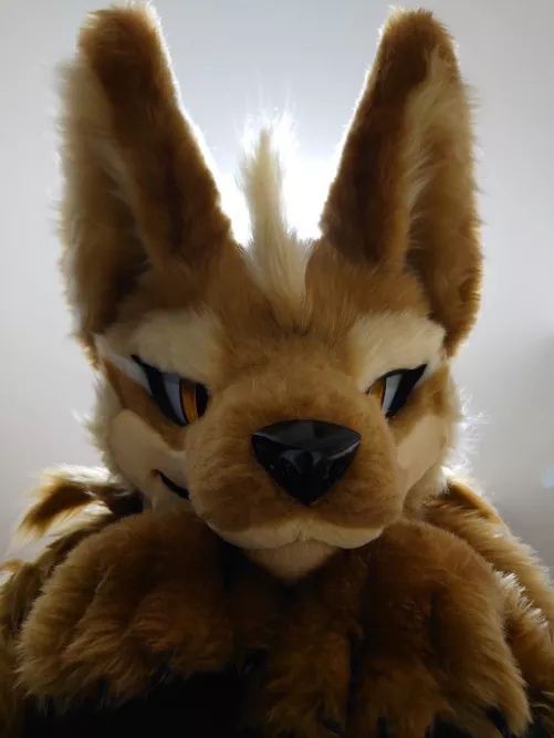 The snoot of @ten_bite on Twitter