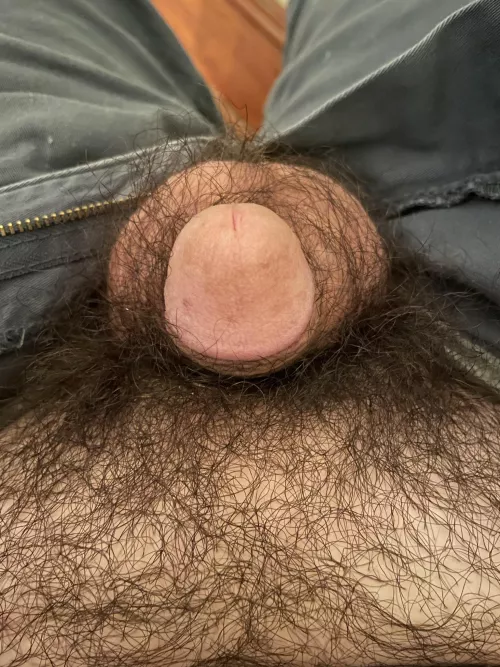 I have a hairy, little acorn