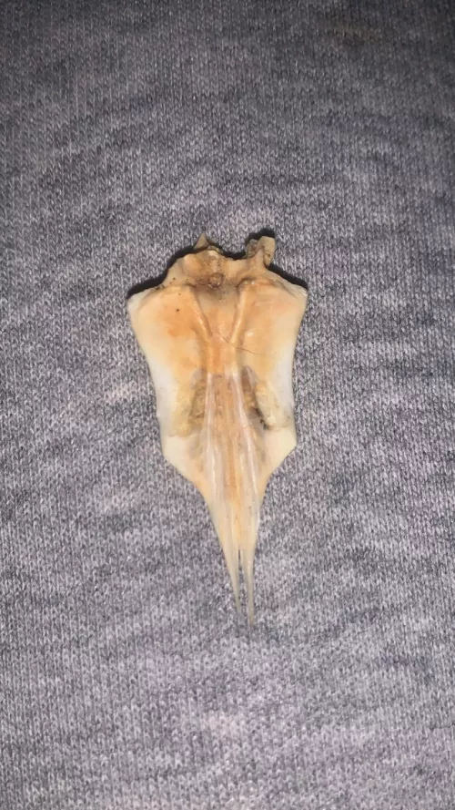 Tooth/bone found on beach?
