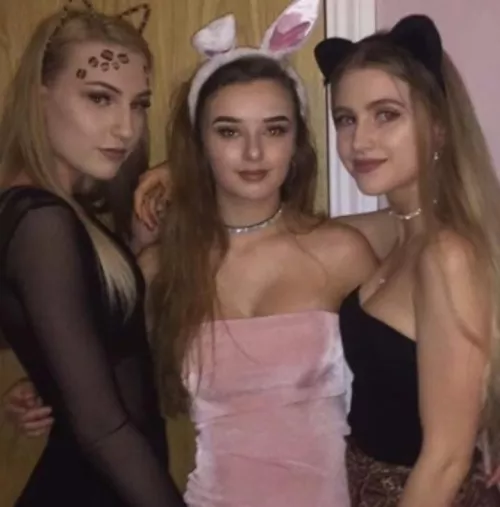Two cats and one bunny