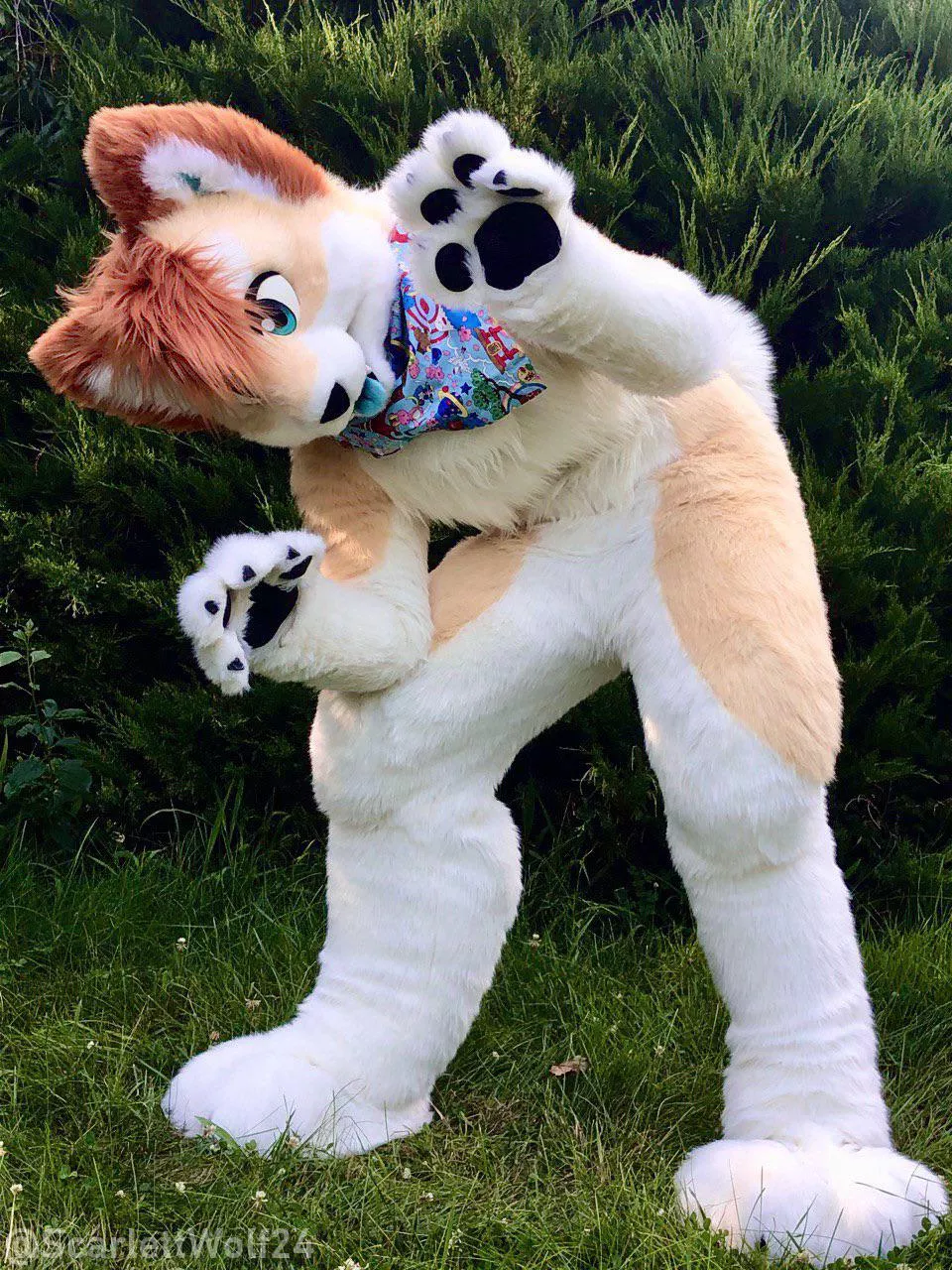 Happy Fursuit Friday! 💕💕 (@scarlettwolf24)
