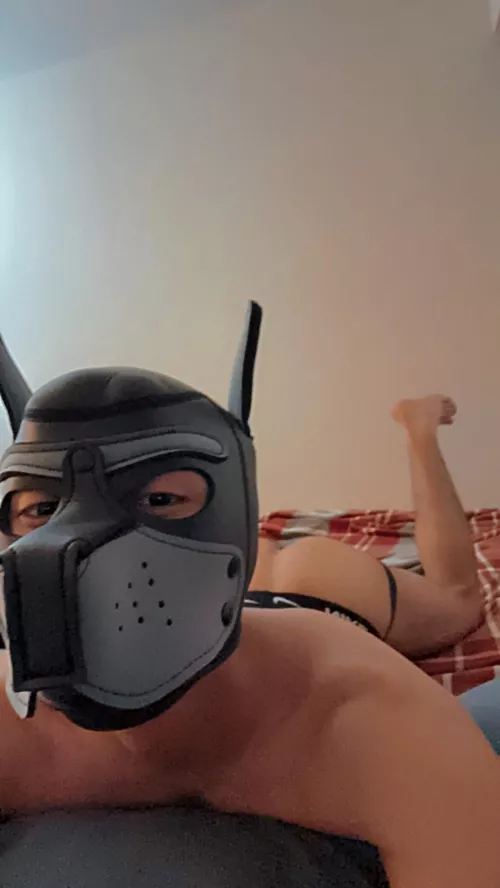 Any pups want to chat?🐶