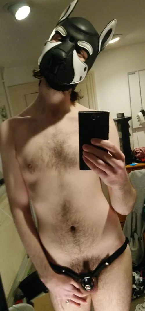 Awrrooo!! Caged per alphas command 🐶😋