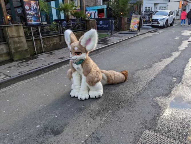 Delays expected on route; dumb floof in the road