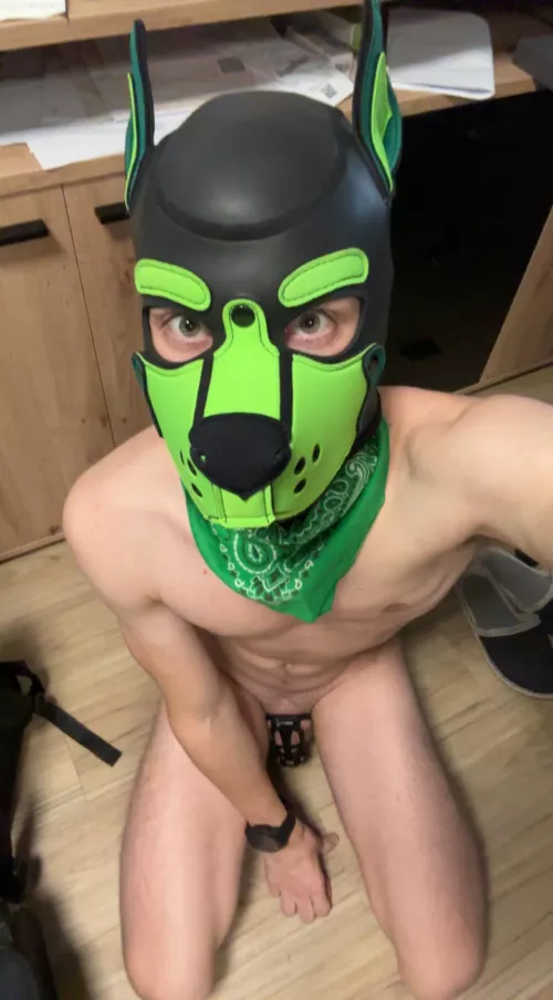 Can I haz that bone yet, pleezzzz