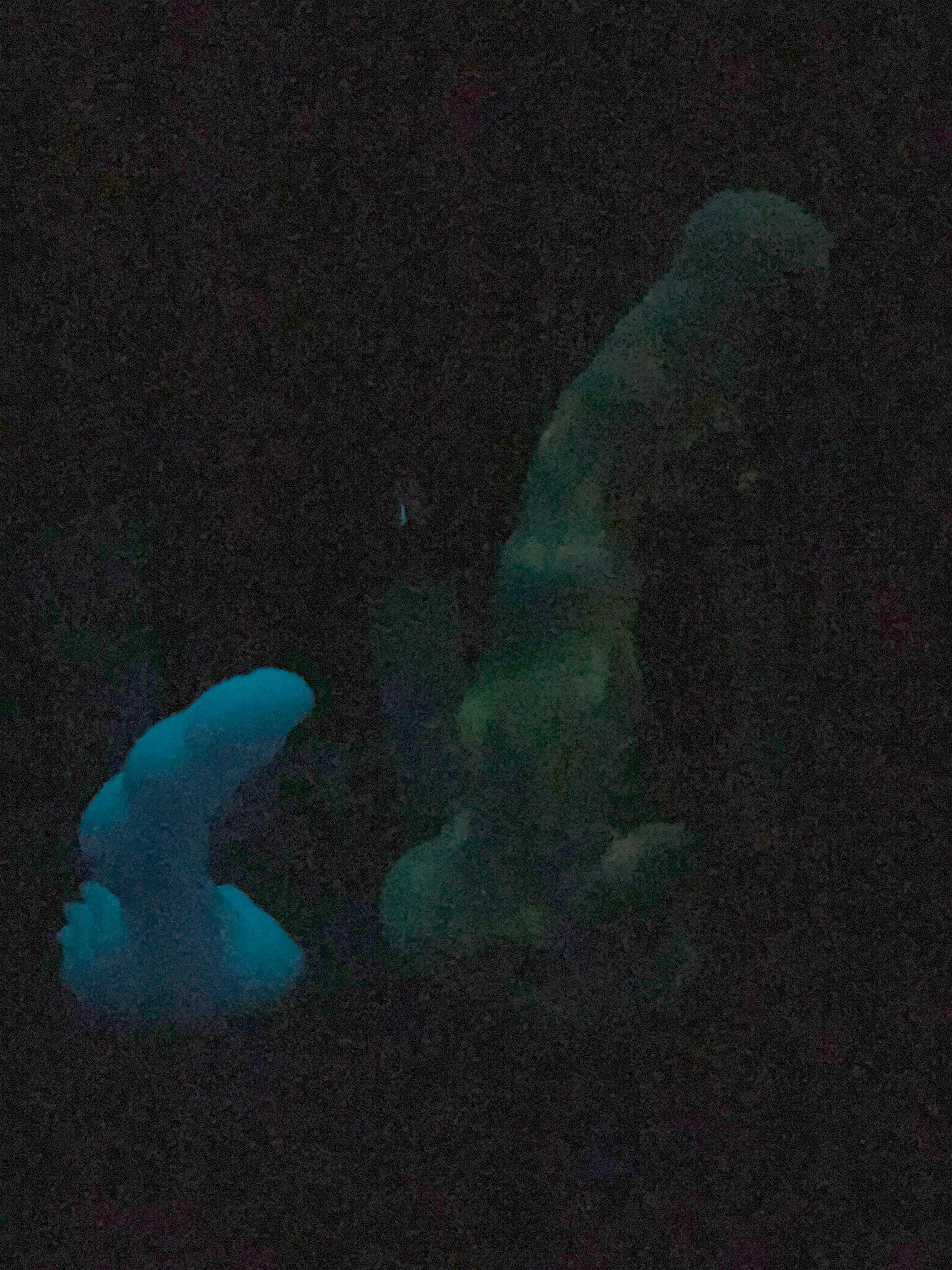 Nocturne/seraphina glow