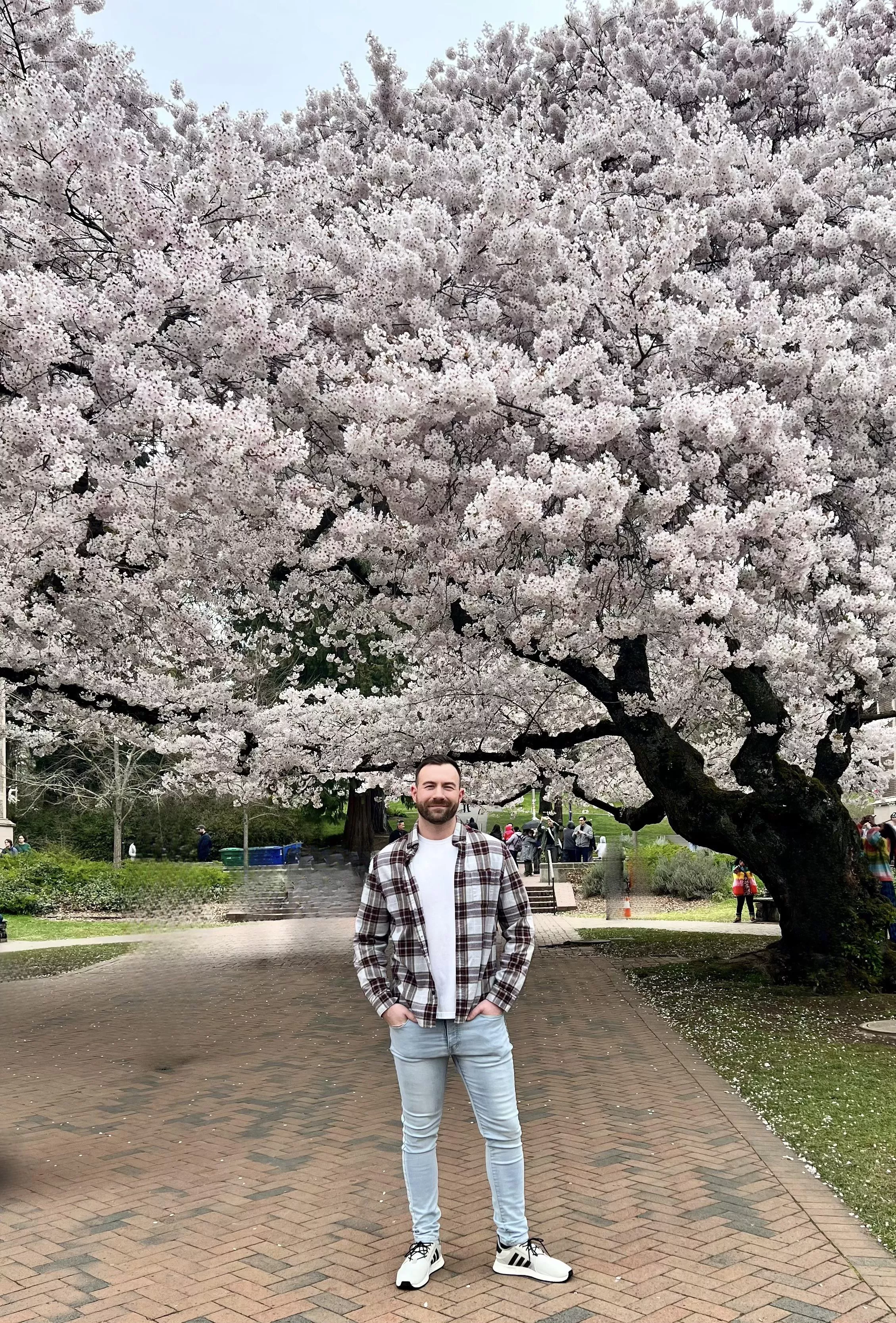Cherry blossoms at University of Washington