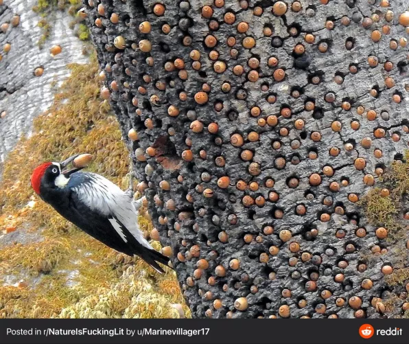 I saw this and immediately wanted to pop the tree. Can anyone relate? This is not my OC by the way, credit goes to the user listed at the bottom of the picture.