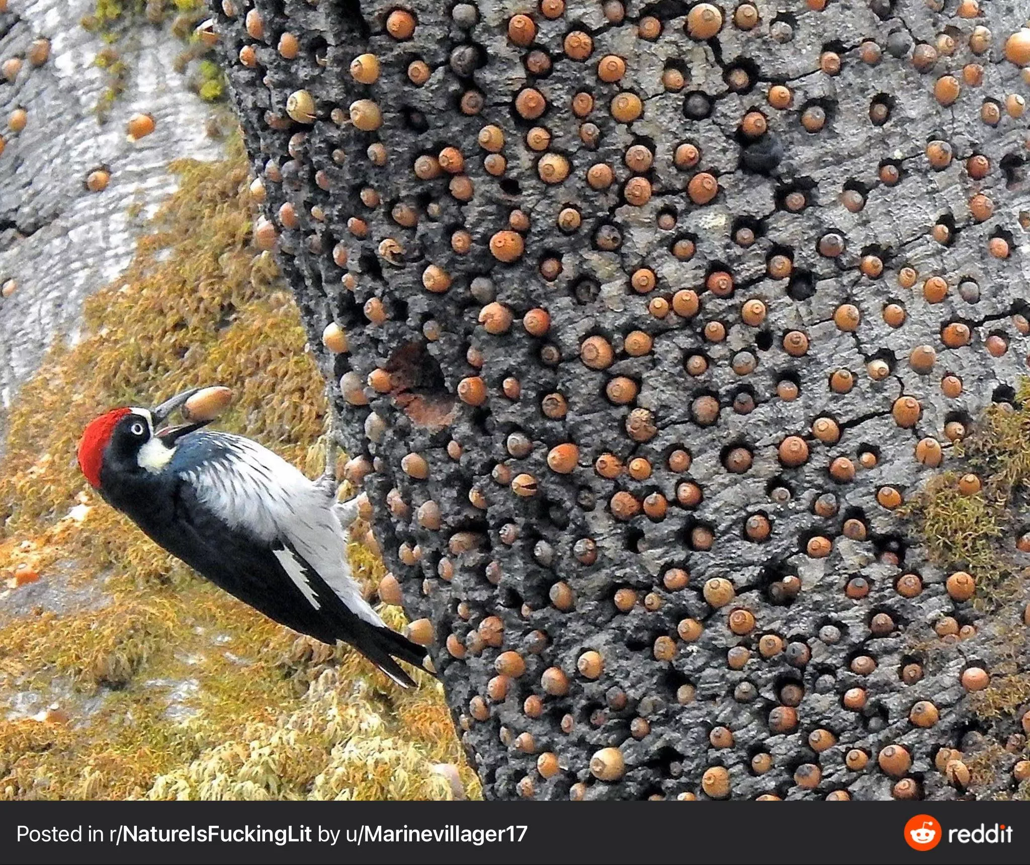 I saw this and immediately wanted to pop the tree. Can anyone relate? This is not my OC by the way, credit goes to the user listed at the bottom of the picture.