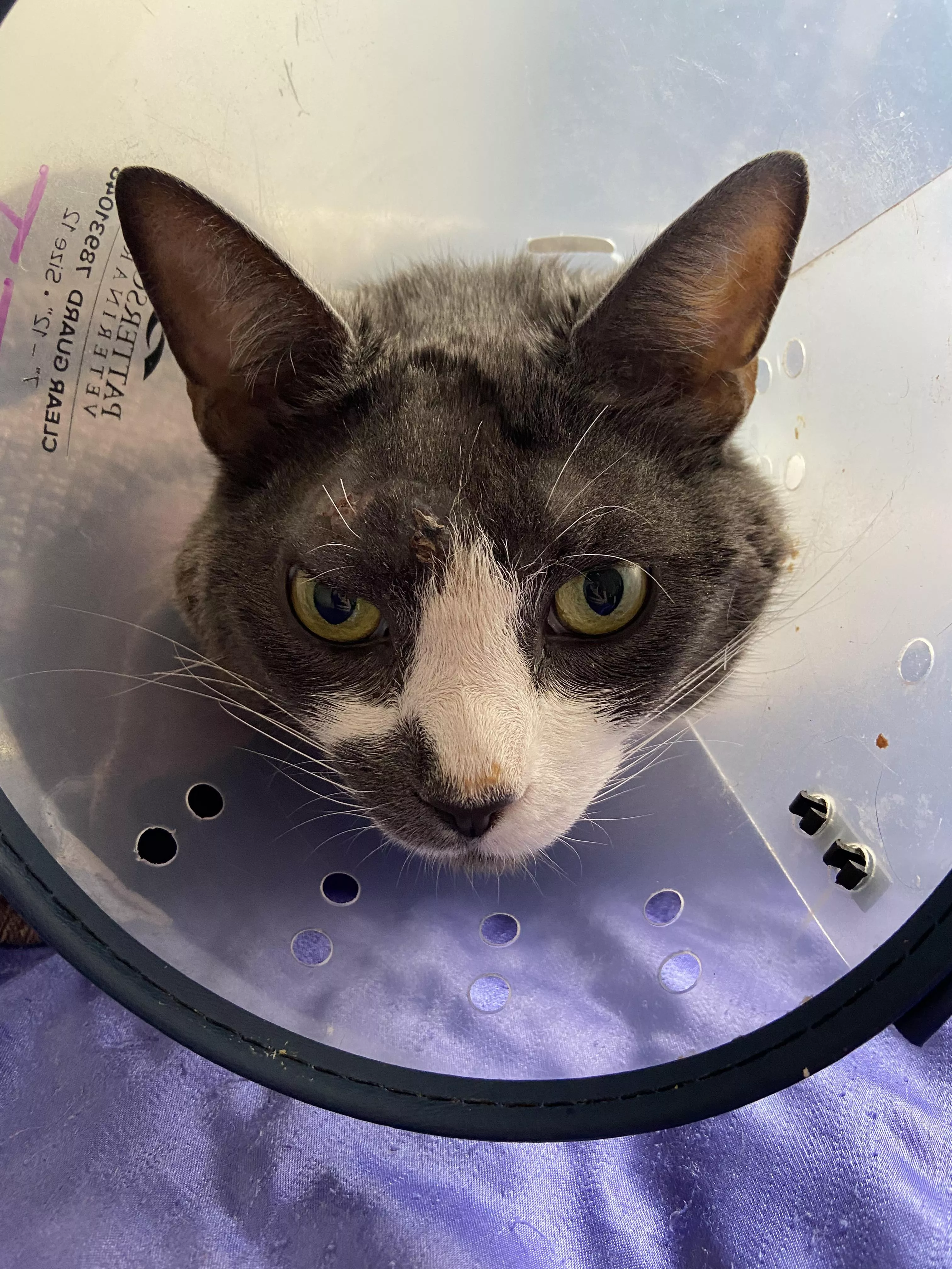 Update: JJ’s abscess is gone but he picks at the scab so he has to wear the cone