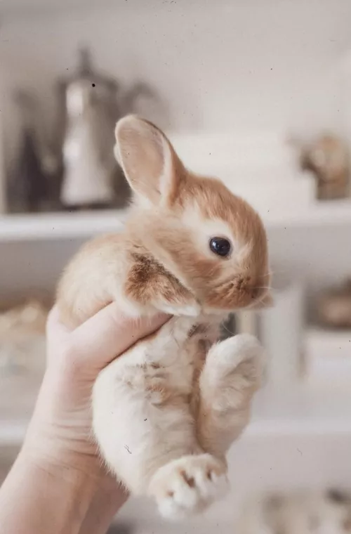 Happy Easter to all the baby bunnies from a mommy who hopes you got lots of goodies today.