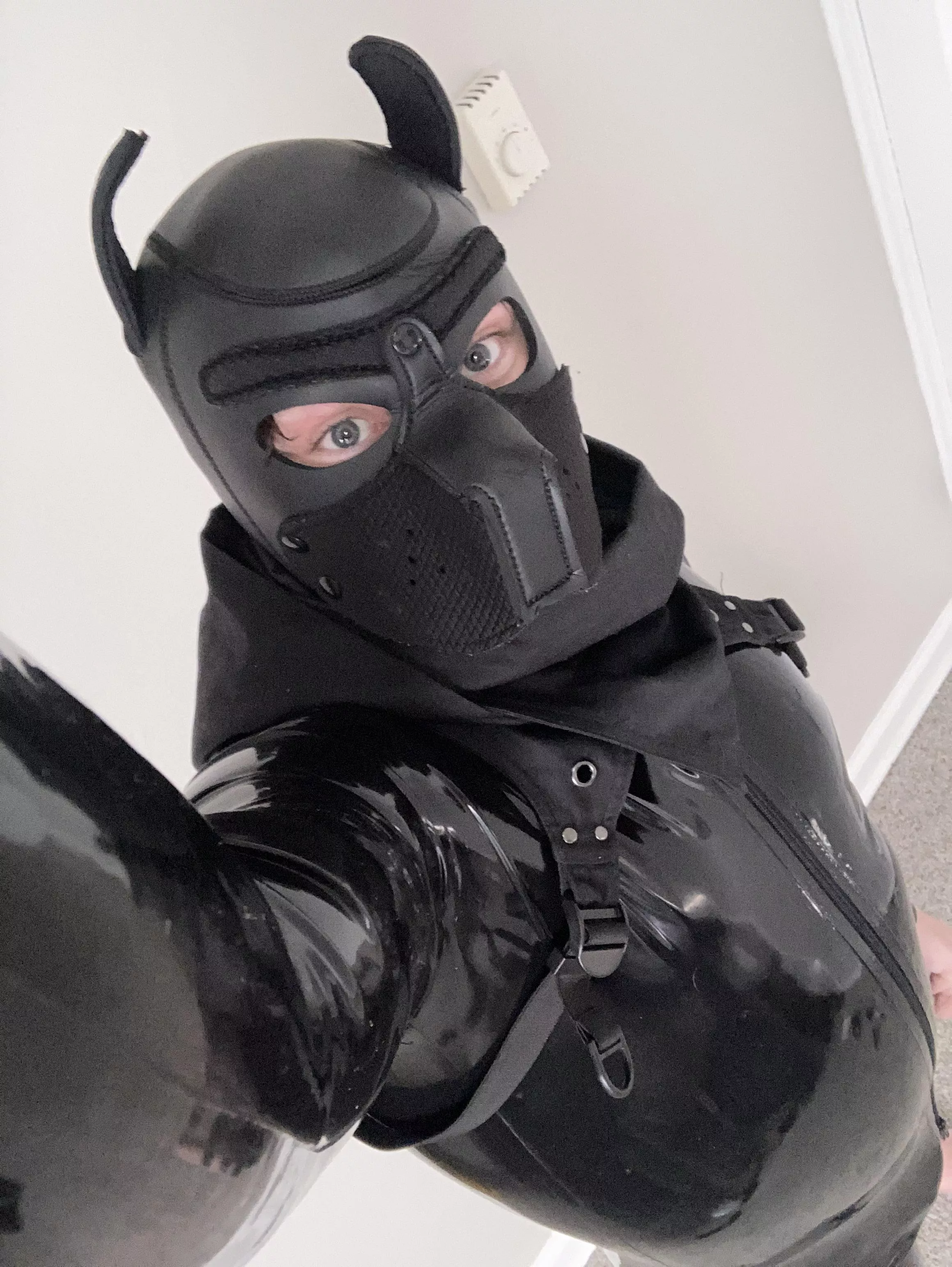 Anyone like latex pups?