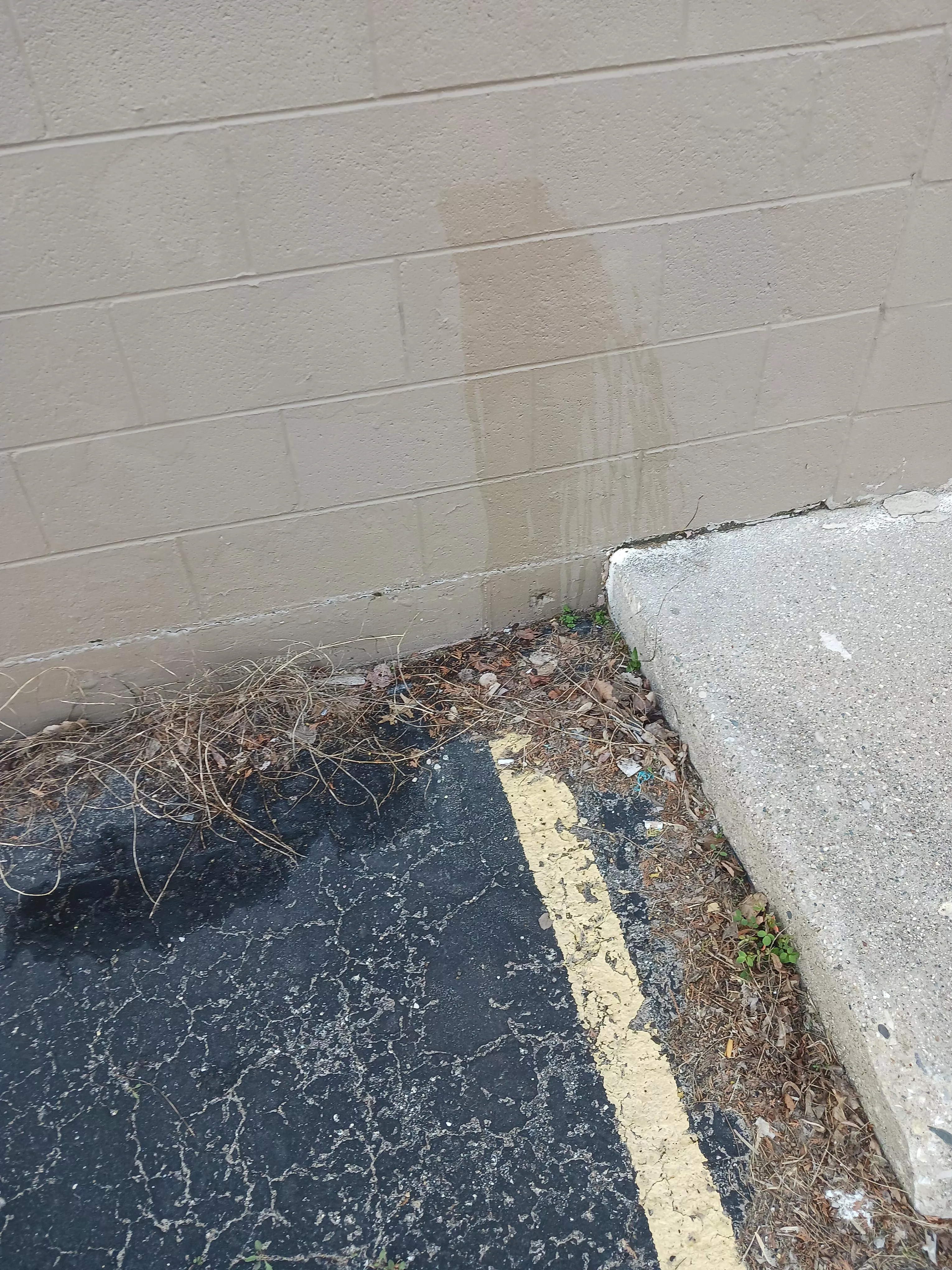 Had to piss today walking to phone store, so walked over to the side of a building where anyone could see and took a piss. (I did see a car drive in the area who may have spotted me)