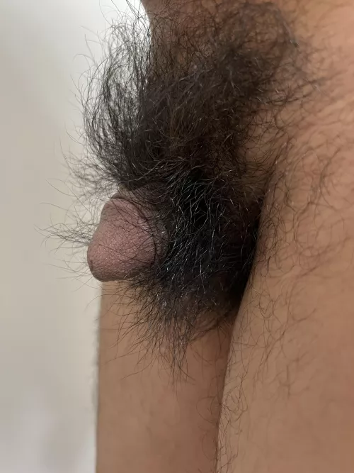 Pubes longer than my dick. Should I shave?