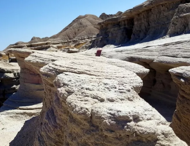 Purple-headed Mushroom at Toadstool Geological Park! Must be a fun-guy!