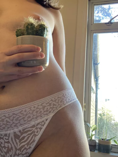 Some prickles to go with your fuzz this morning