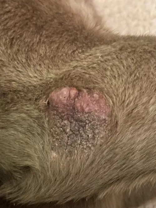 What is this on my dogs knee? She’s had it for years and whenever I squeeze it, it puts out pimple like secretions. Is it safe to squeeze?