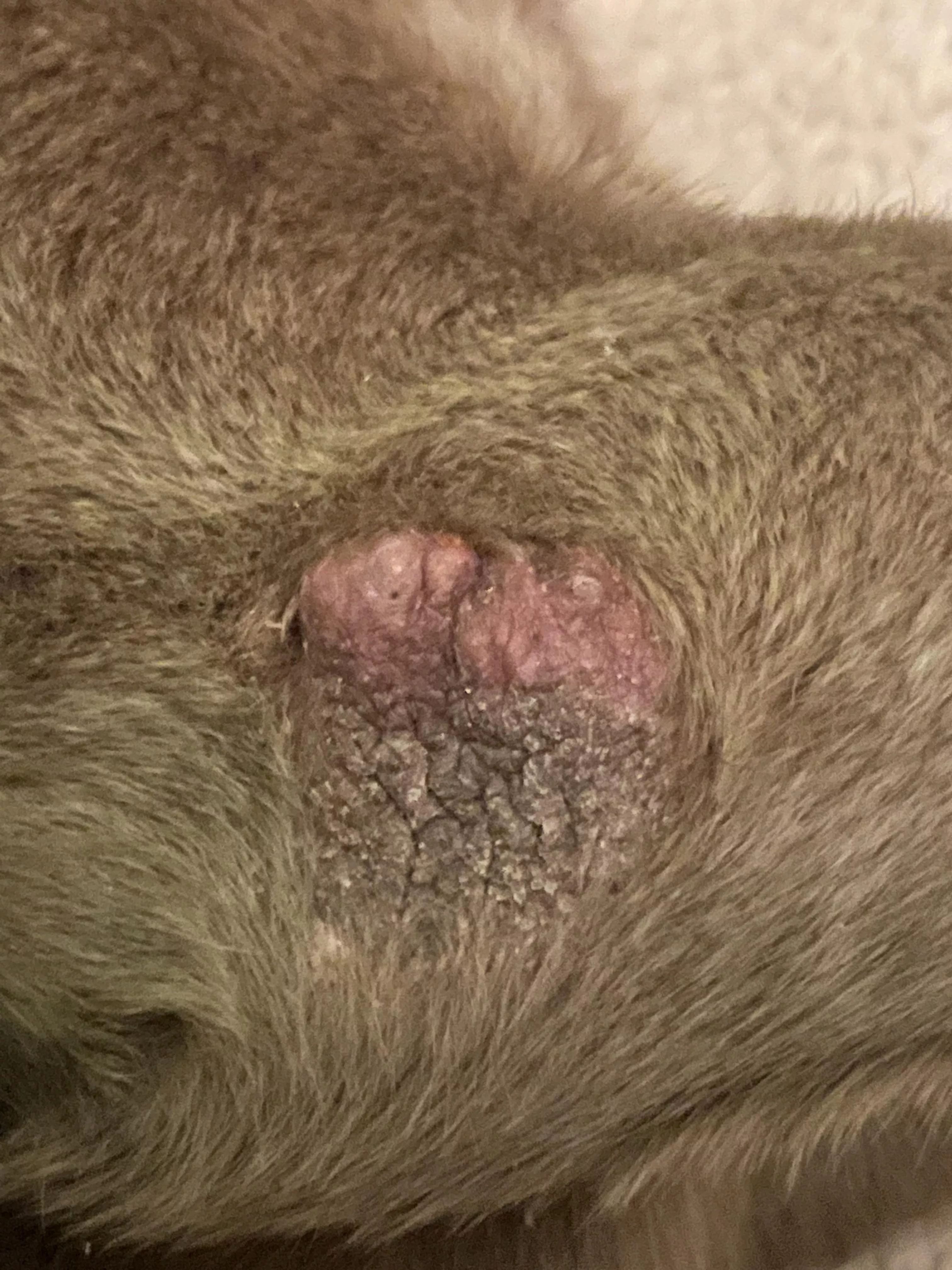 What is this on my dogs knee? She’s had it for years and whenever I squeeze it, it puts out pimple like secretions. Is it safe to squeeze?