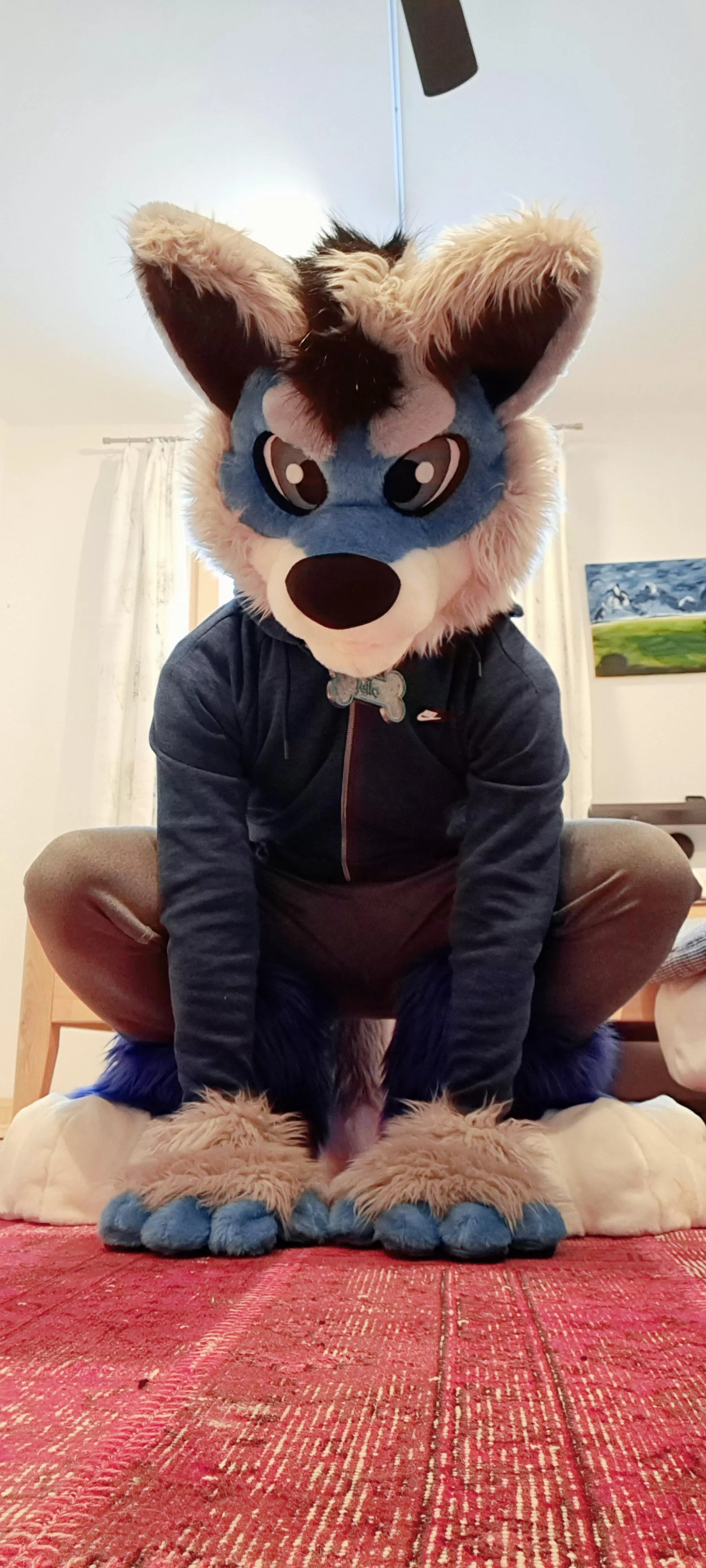 Good Boi waiting for some Treats 🐺💙