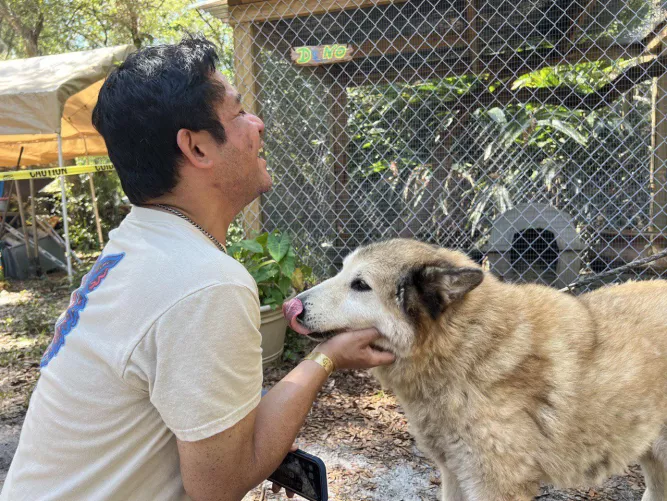 Wolf Dog Kisses