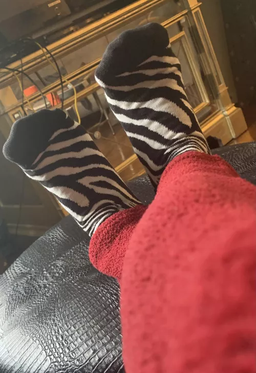 Zebra fun