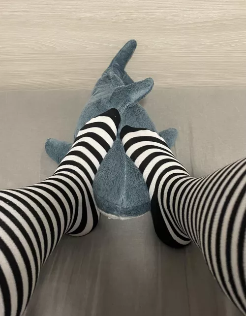 Who would like to be in the shark’s place?