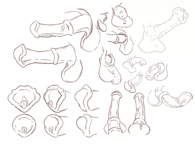 Cock Study Artist: @Kiwifruitkitty on Twitter