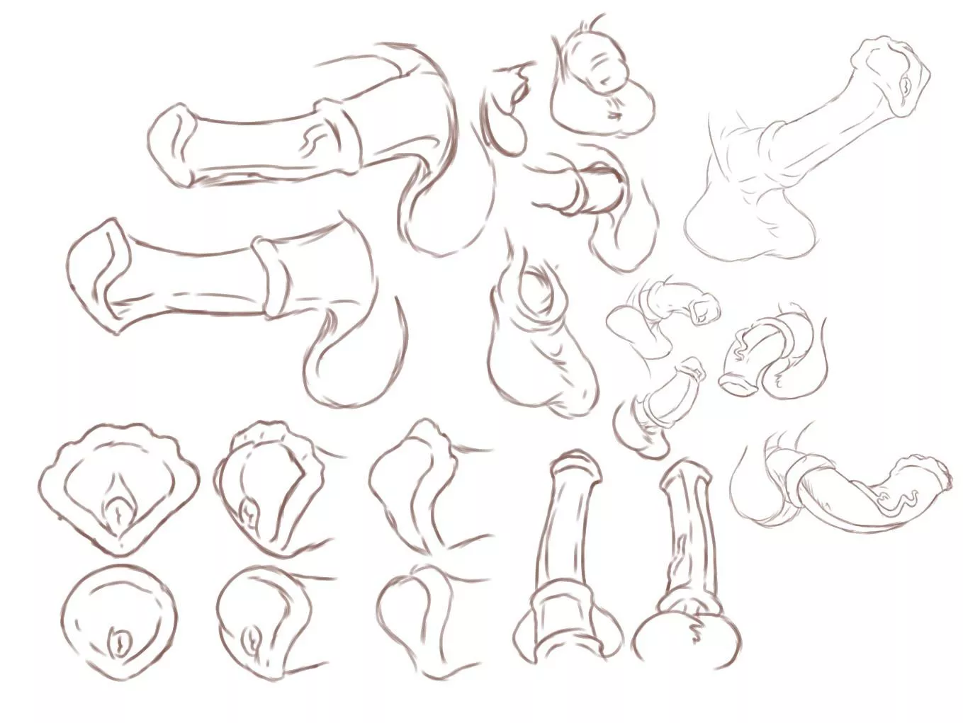 Cock Study Artist: @Kiwifruitkitty on Twitter