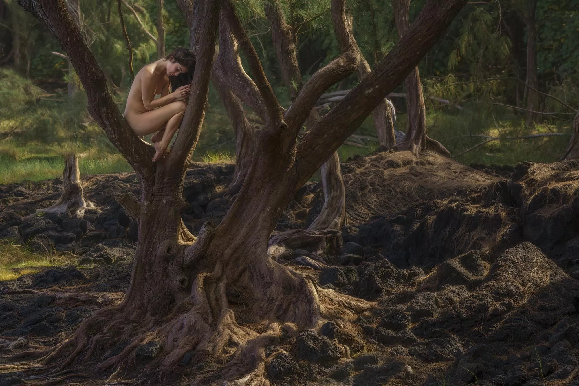 At home with the trees