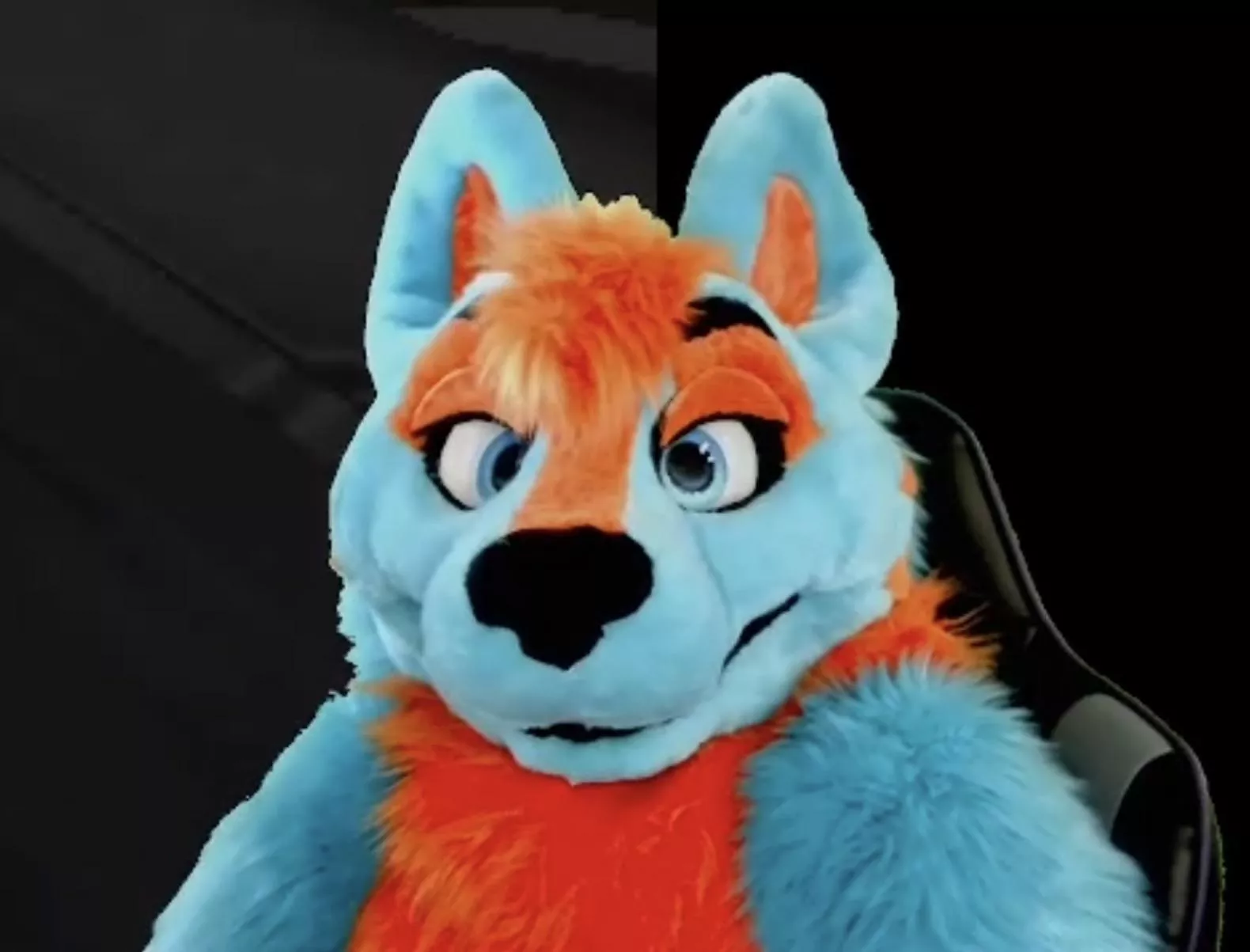 on a scale of 1-10, how boopable is this goodboy?